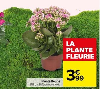 Carrefour Plante fleurie offre