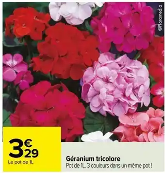 Géranium tricolore