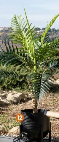 b&m Cache-pot sur pied offre