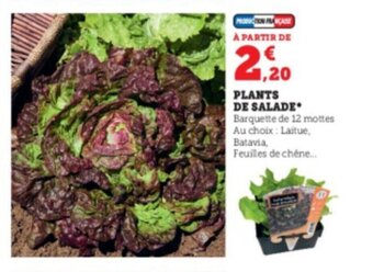 Super U Plants de salade offre