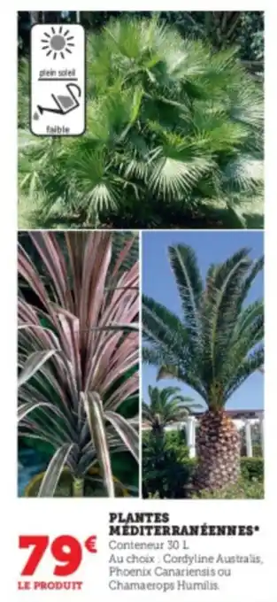 Super U Plantes méditerranéennes offre