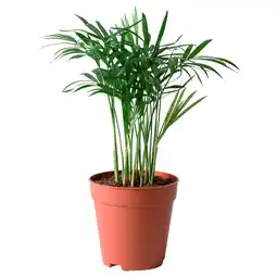 Chamaedorea elegans