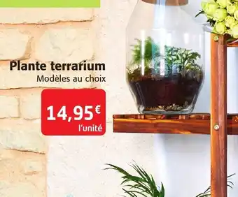 Colruyt Plante terrarium offre