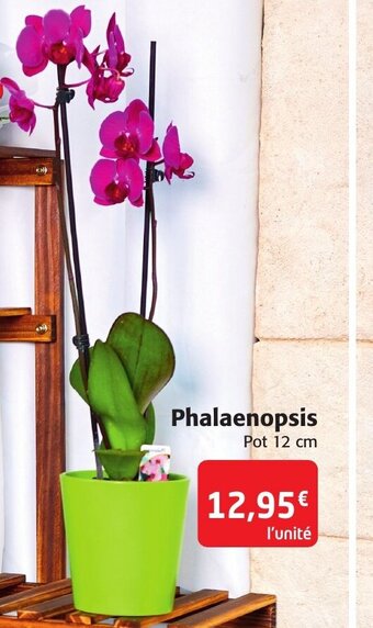 Colruyt Phalaenopsis offre