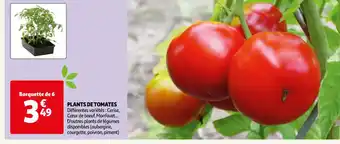 Auchan Plants de tomates offre