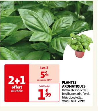 Auchan Plantes aromatiques offre