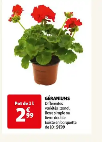 Auchan Geraniums offre
