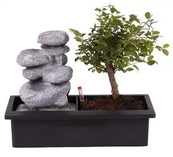 Truffaut Plant in a box - set bonsaï et cascade-pierres - support l.30cm- h.25-30cm offre