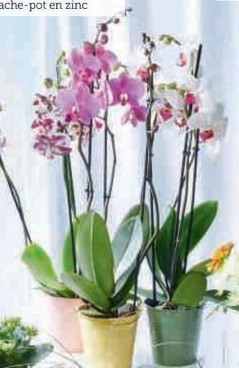 Hyper U Orchidée 3 tiges offre