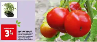 Auchan Supermarché Plants de tomates offre