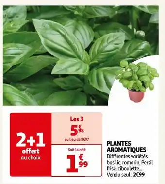 Auchan Supermarché Plantes aromatiques offre