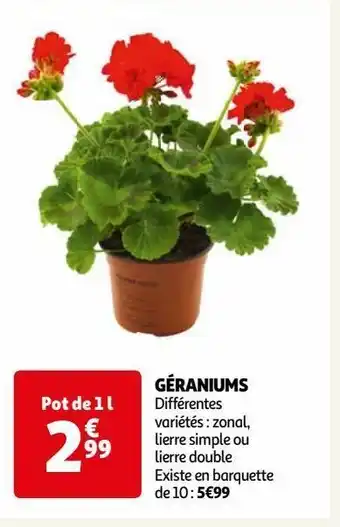 Différentes variétés : zonal, lierre simple ou lierre double