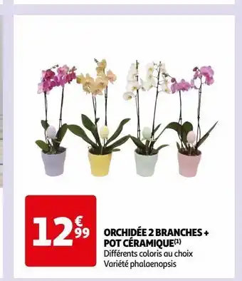 Auchan Supermarché Orchidée 2 branches + pot céramique offre