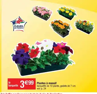 Plantes A Massif