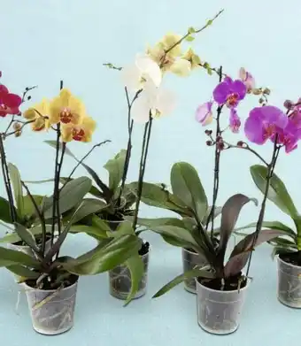Phalaenopsis 1 tige