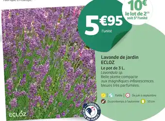 Jardiland Ecloz lavande de jardin offre