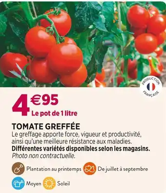Delbard Tomate greffée offre