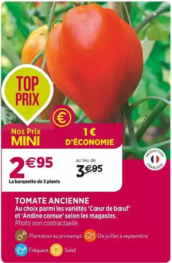 Delbard Tomate ancienne offre