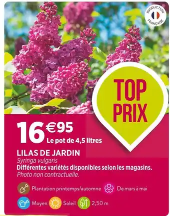 Delbard Lilas de jardin offre