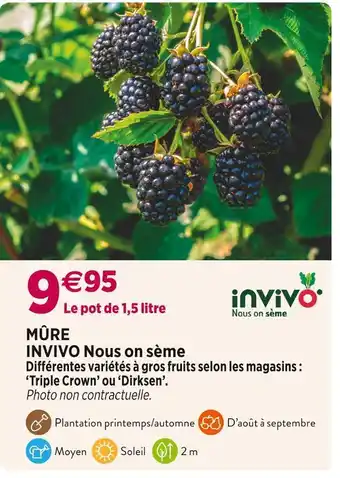 Invivo nous on sème mûre