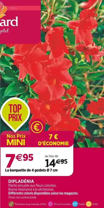 Delbard Dipladénia offre