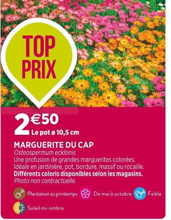 Delbard Marguerite du cap offre