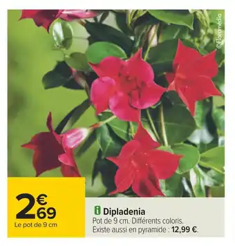 Carrefour Dipladenia offre