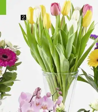 15 tulipes arlequin printemps