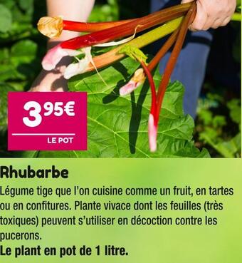 Rhubarbe