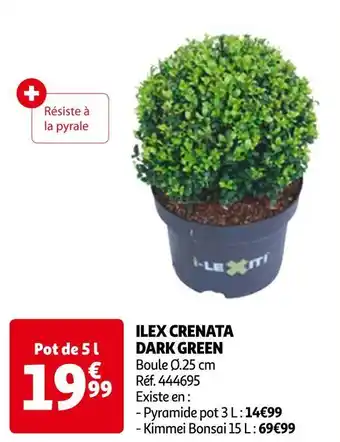 Auchan Ilex crenata dark green offre
