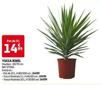 Auchan Yucca jewel offre