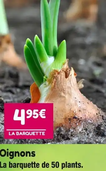 Point Vert Oignons offre
