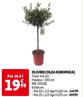 Auchan Olivier (olea europaea) offre