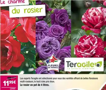 Point Vert Teragile le rosier en pot de 4 litres offre
