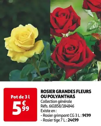 Auchan Rosier grandes fleurs ou polyanthas offre