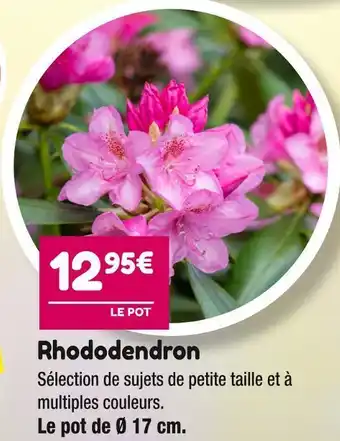 Rhododendron