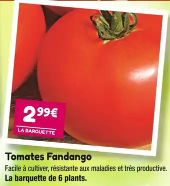 Point Vert Tomates fandango offre