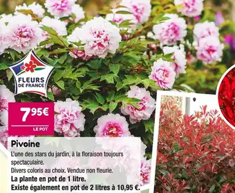 Pivoine