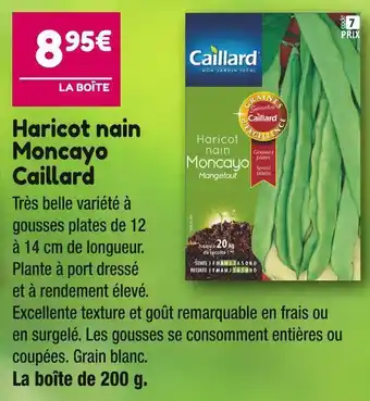 Point Vert Caillard haricot nain moncayo offre