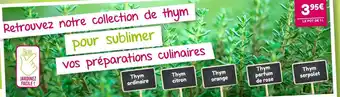 Retrouvez notre collection de thym pour sublimer vos préparations culinaires