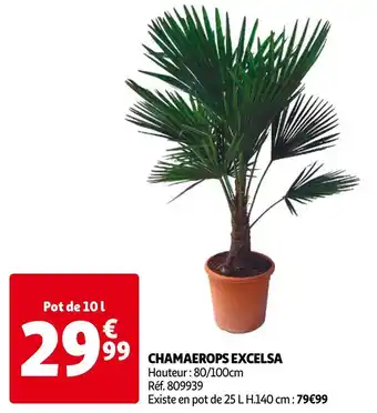 Auchan Chamaerops excelsa offre