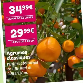 Point Vert Agrumes classiques offre