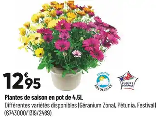 Plantes de saison en pot de 4.5l