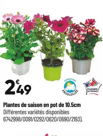 Bricorama Plantes de saison en pot de 10.5cm offre