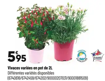 Bricorama Vivaces variées en pot de 2l offre
