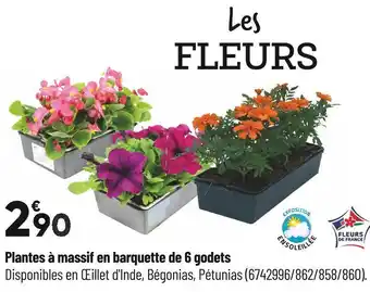 Bricorama Plantes à massif en barquette de 6 godets offre