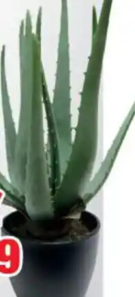 Aloe en Pot