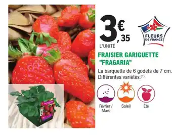 E.Leclerc Jardi Fraisier Gariguette Fragaria offre