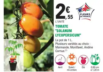 Tomate Solanum Lycopersicum