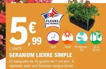 Geranium Lierre Simple